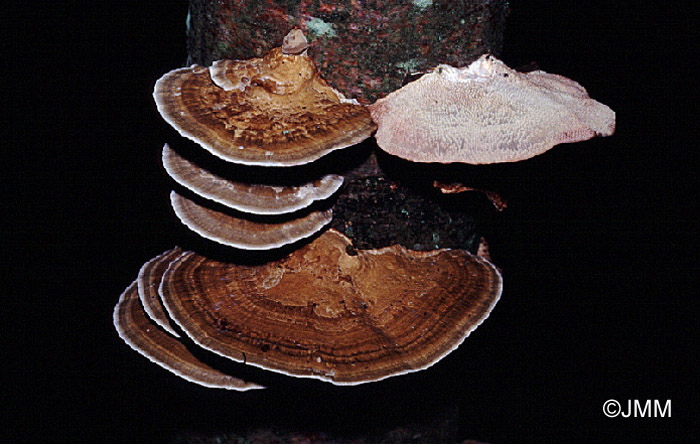 Daedaleopsis confragosa 