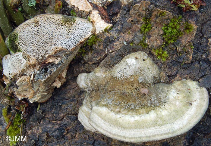 Trametes gibbosa