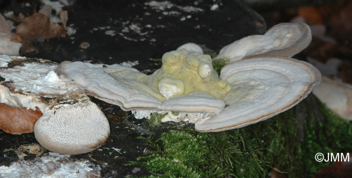 Trametes gibbosa