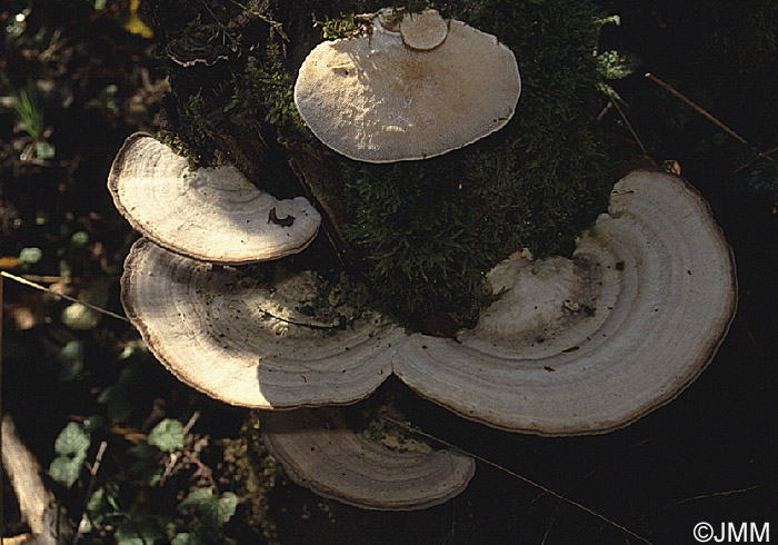 Trametes gibbosa