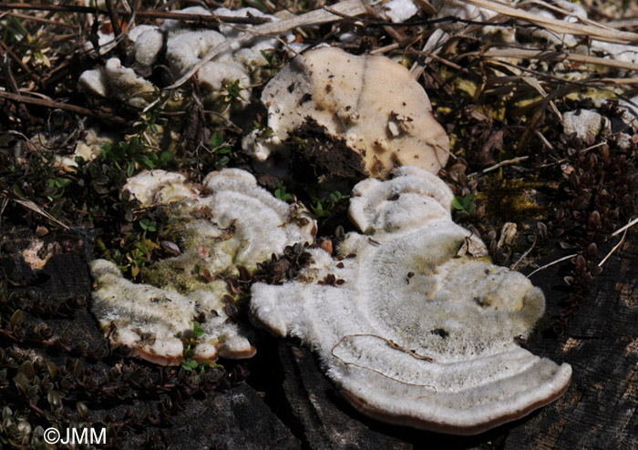 Trametes hirsuta