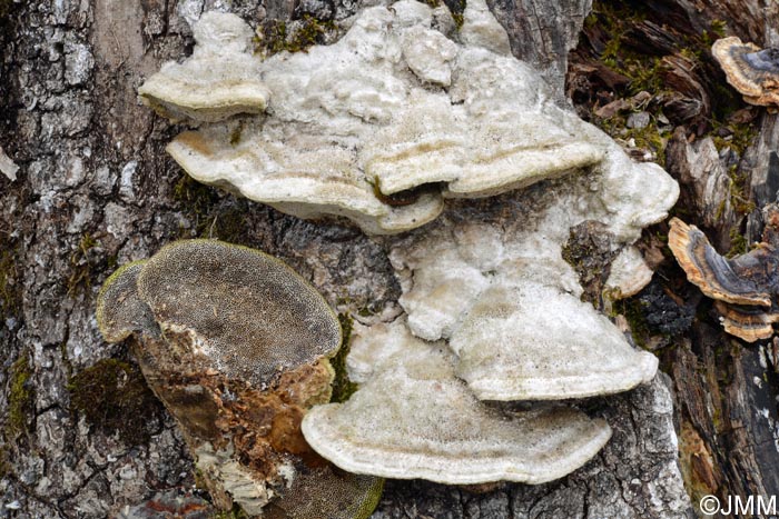 Trametes hirsuta