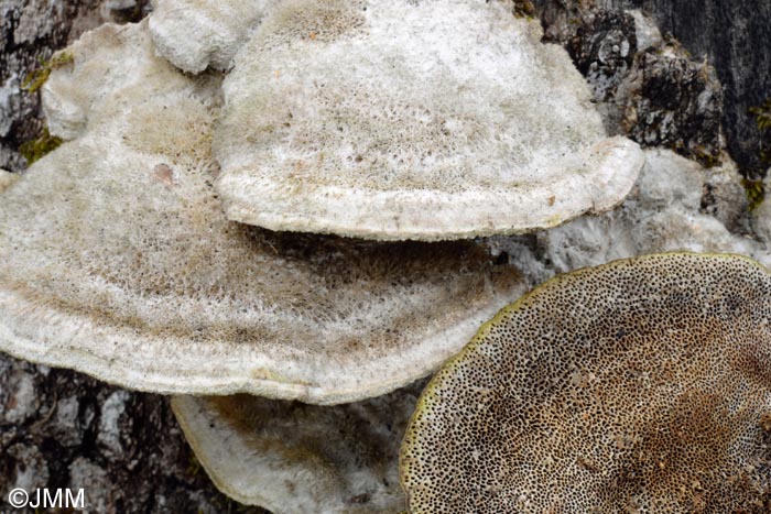 Trametes hirsuta