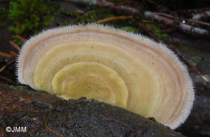 Trametes hirsuta : dtail de la pilosit