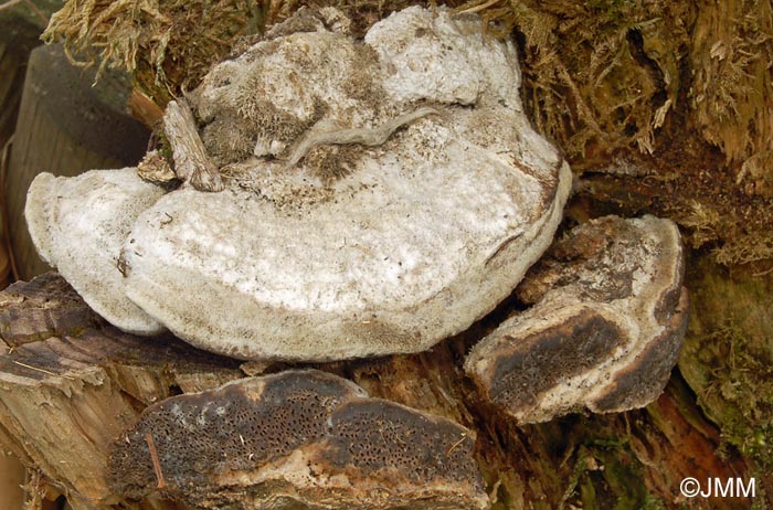 Trametes hirsuta