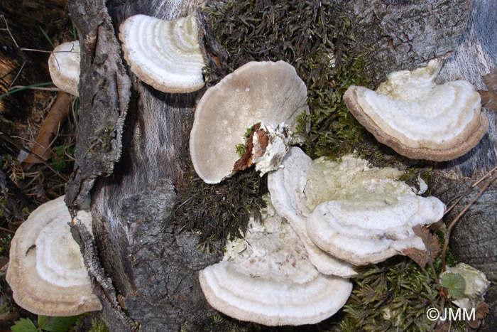 Trametes hirsuta