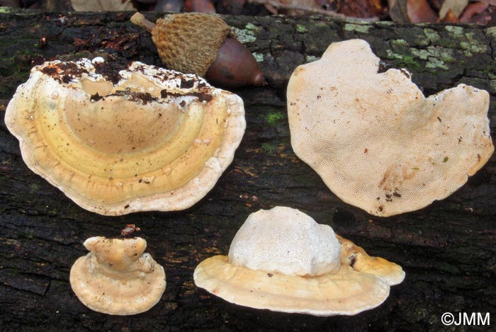 Trametes ljubarskyi = Pilatotrama ljubarskyi