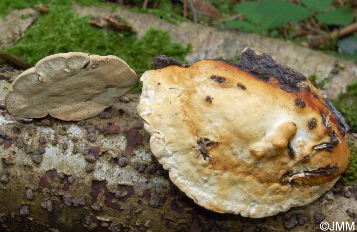 Trametes ljubarskyi = Pilatotrama ljubarskyi