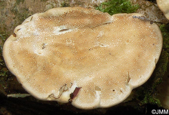 Trametes ljubarskyi = Pilatotrama ljubarskyi