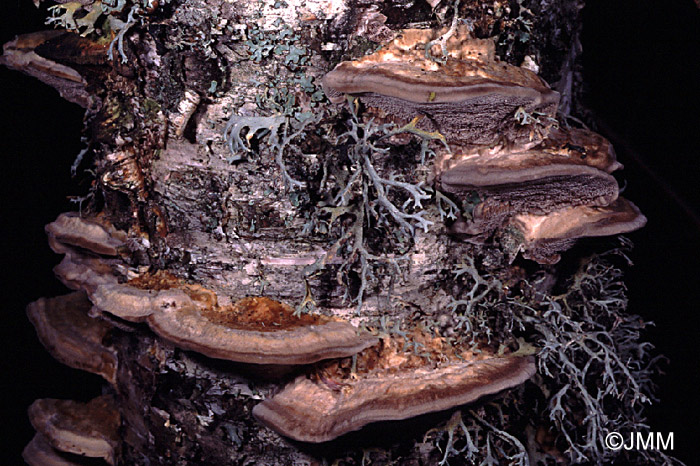 Trametes ochracea