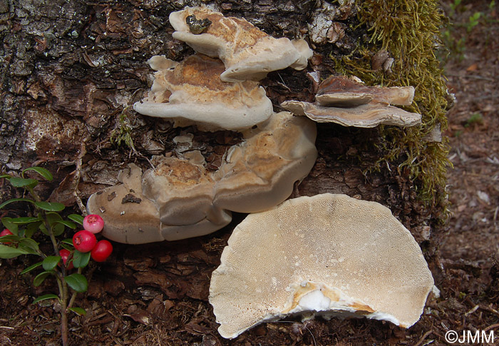 Trametes ochracea