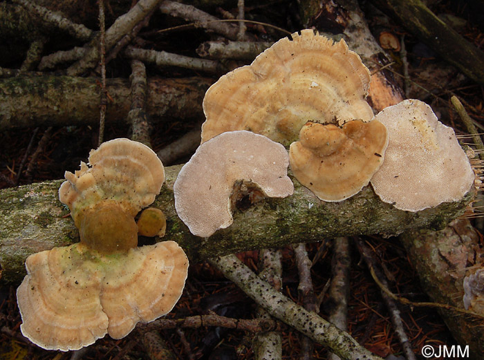 Trametes ochracea