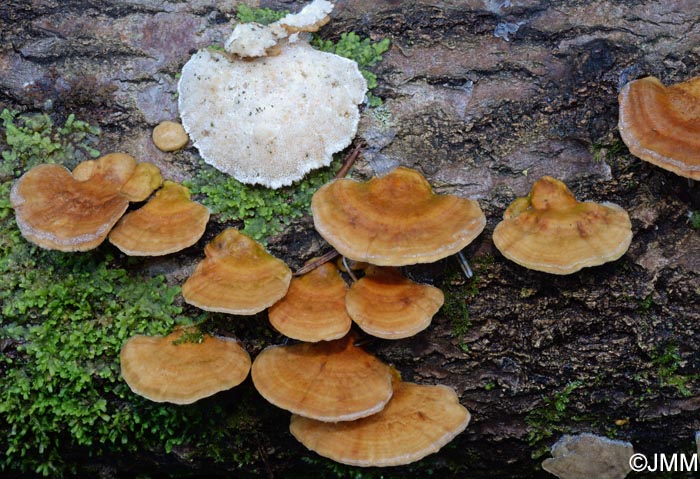 Trametes ochracea = Trametes multicolor