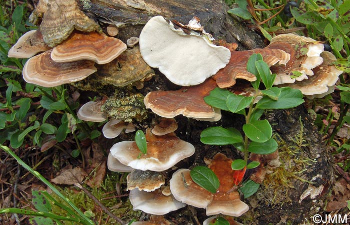 Trametes ochracea = Trametes multicolor