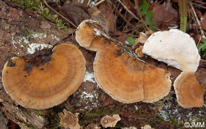 Trametes ochracea = Trametes multicolor