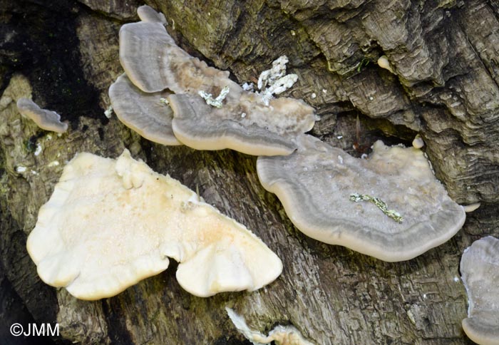 Trametes pubescens