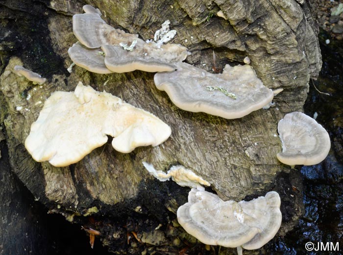 Trametes pubescens