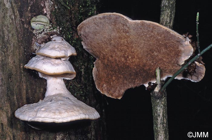 Trametes suaveolens