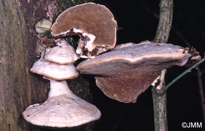 Trametes suaveolens