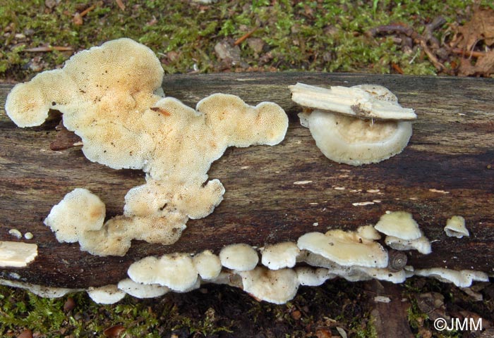 Trametes velutina