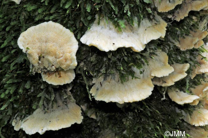 Trametes velutina