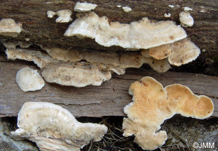 Trametes velutina