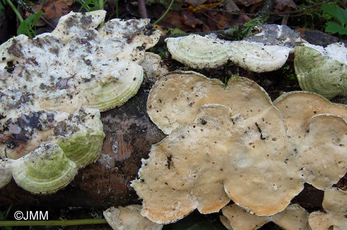 Trametes velutina