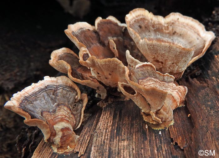 Trametes versicolor