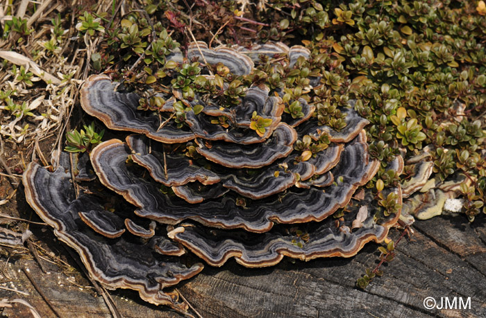 Trametes versicolor