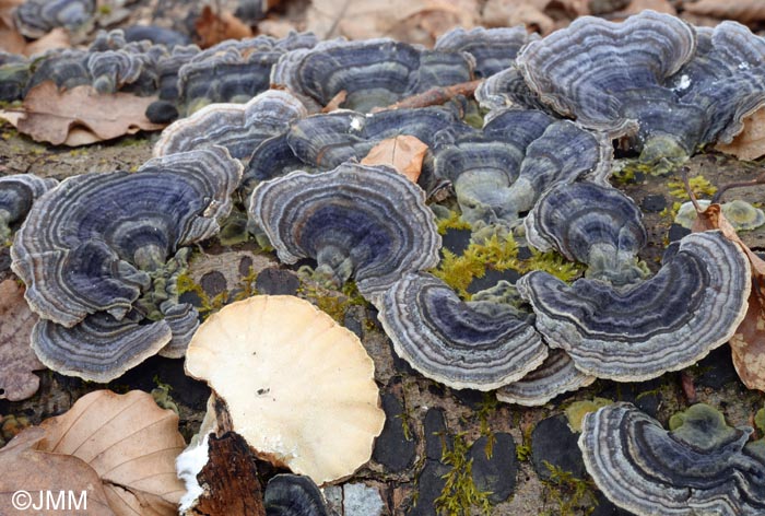 Trametes versicolor