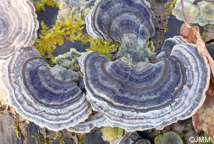 Trametes versicolor