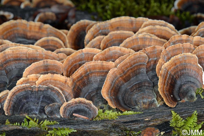 Trametes versicolor