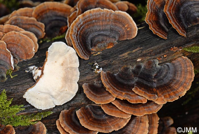 Trametes versicolor