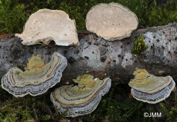 Trametes versicolor