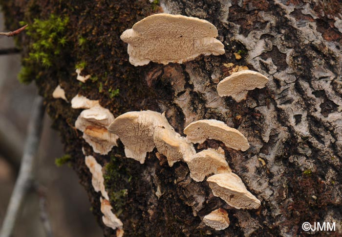 Trametes cervina = Trametopsis cervina