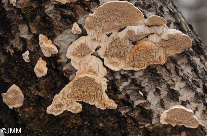 Trametes cervina = Trametopsis cervina