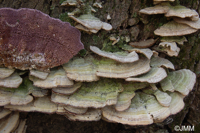 Trichaptum biforme = Hirschioporus pergamenus = Trichaptum pargamenum