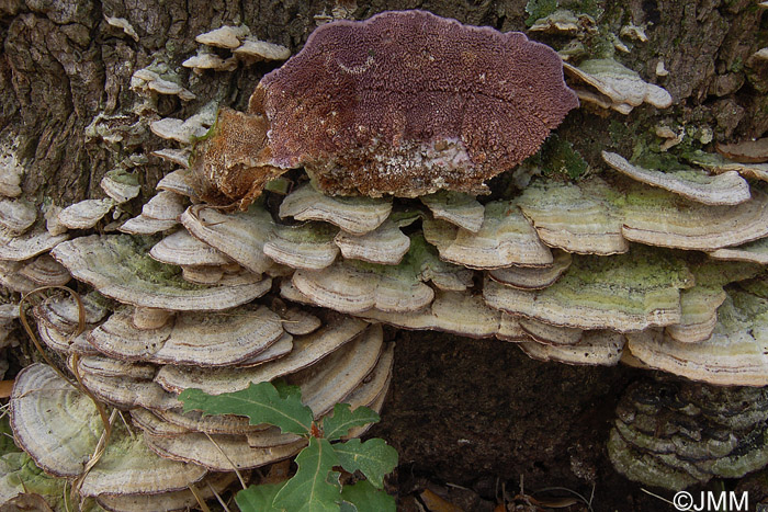 Trichaptum biforme = Hirschioporus pergamenus = Trichaptum pargamenum