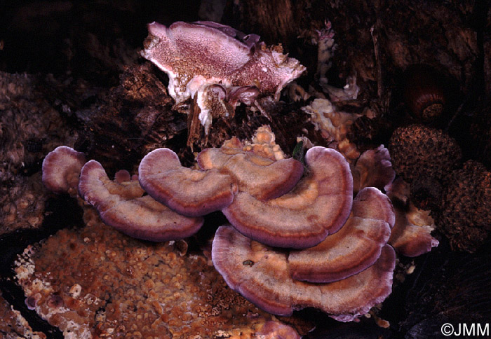 Trichaptum biforme = Hirschioporus pergamenus = Trichaptum pargamenum