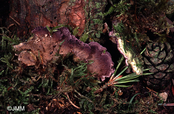 Trichaptum fuscoviolaceum