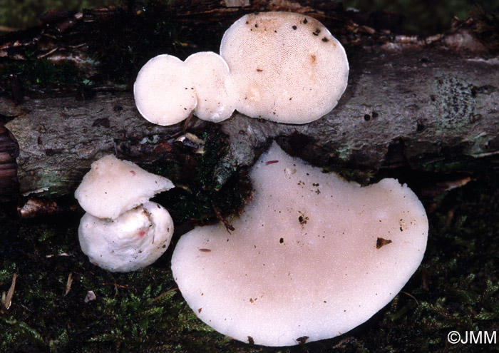 Tyromyces chioneus