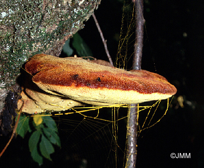 Inonotus hispidus