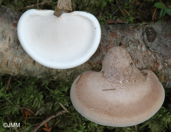 Piptoporus betulinus