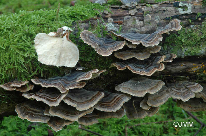 Trametes versicolor