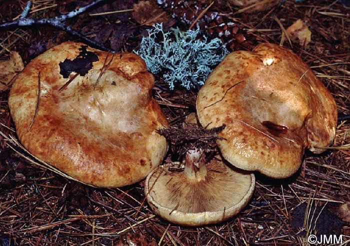 Paxillus involutus