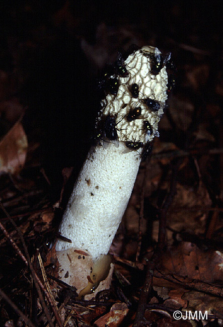 Phallus impudicus