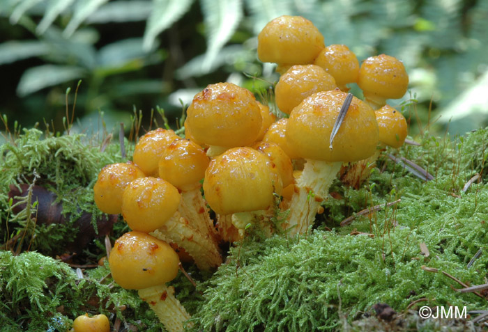 Pholiota aurivella