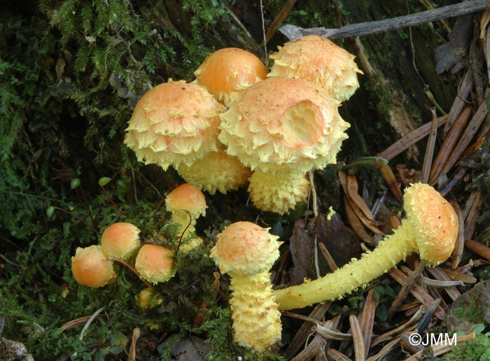 Pholiota flammans