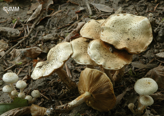 Pholiota gummosa