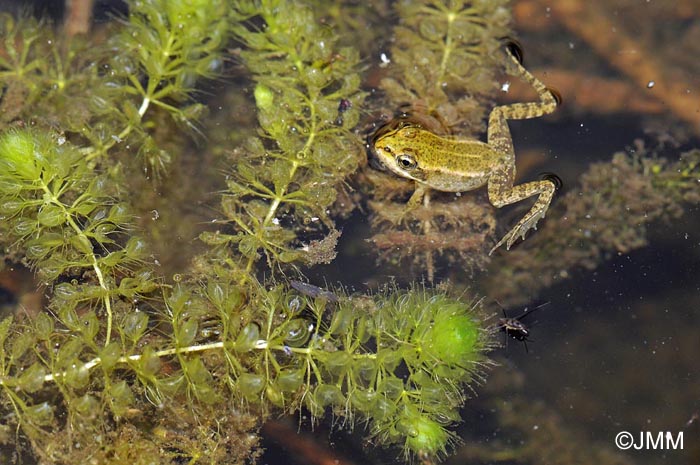 Aldrovanda vesiculosa & Rana esculenta